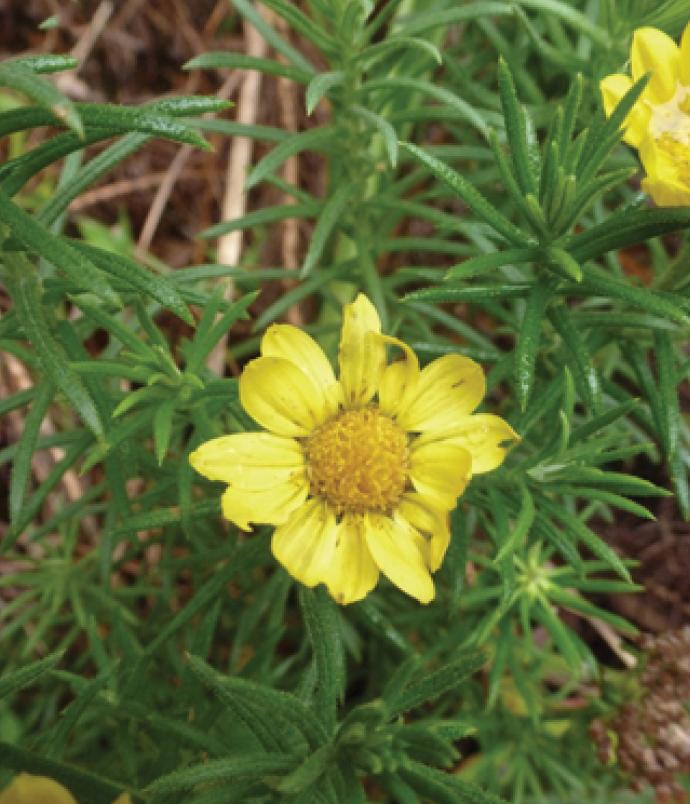 <em>Macowania revoluta</em>, Young Plant