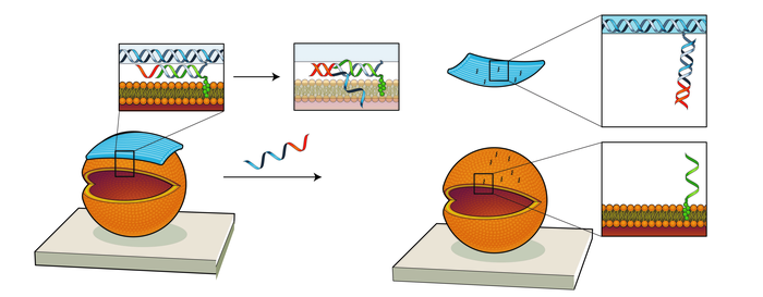 How to build DNA ‘nanostructures’ to effectively manipulate synthetic liposomes