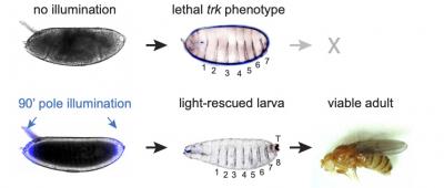 Complex Developmental Patterns Are under the Control of Surprisingly Simple Signals