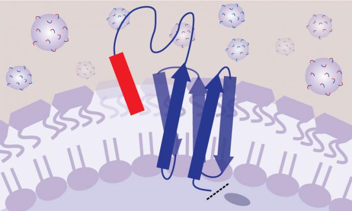 Peptide Tethered to a Bacteria