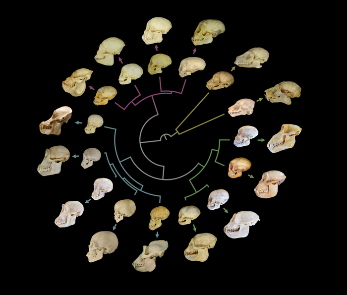 Skull growth and circular evolutionary tree