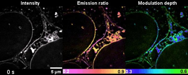 Advanced Microscopy 