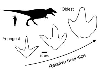 Footprint size comparison from young to old