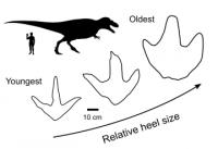 Footprint size comparison from young to old