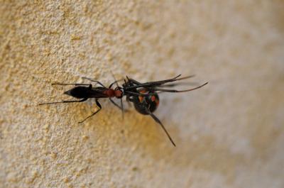 Wasp vs. Spider (1 of 2)