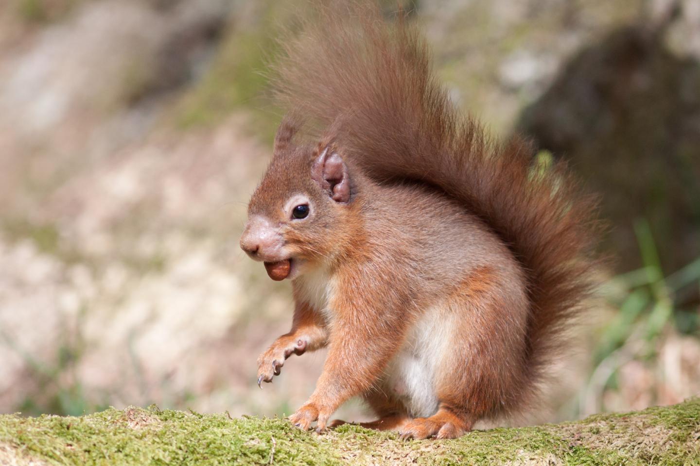 Human Leprosy Found in British Red Squirrels (4 of 10)