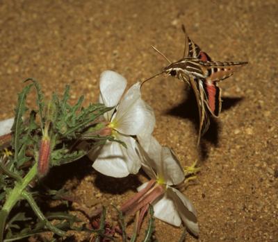 Hawkmoth Hovering at Flower