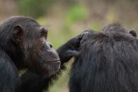 Chimpanzee (2 of 3)