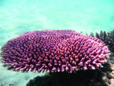 Branching Coral <i>Acropora sp.</i>