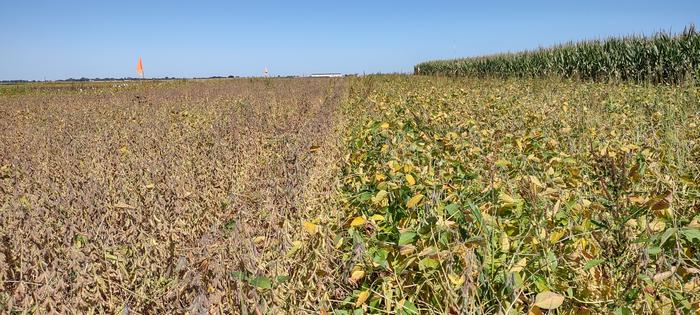 Soybean field trial