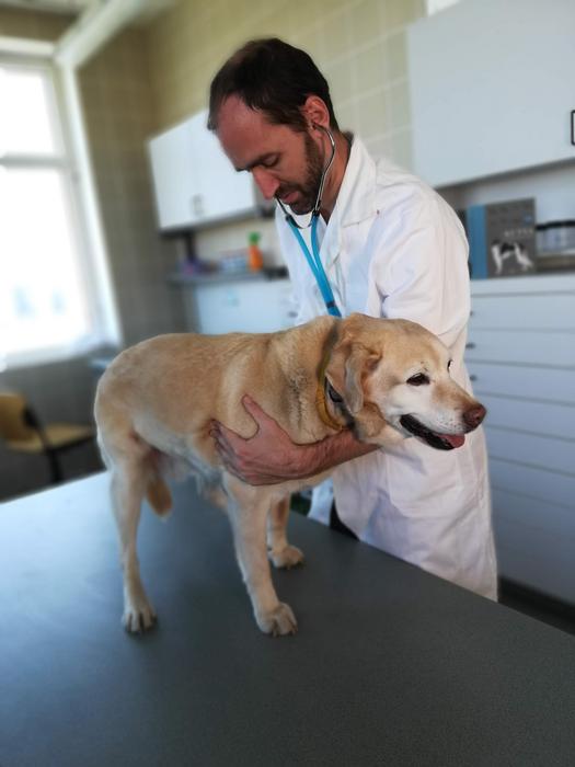 Dog at vet