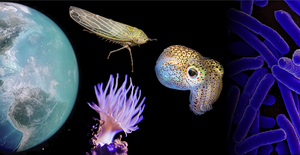 The INSITE collaboration between MSU and UC Merced will look at how climate change is impacting the symbiotic relationships that leafhoppers, Aiptasia (a genus of sea anemone) and bobtail squid have with microbes.