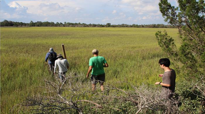 Investigating the Vital Role of Microbes in Coastal Plant Health