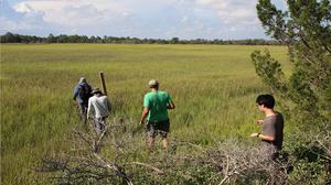 Investigating the Vital Role of Microbes in Coastal Plant Health