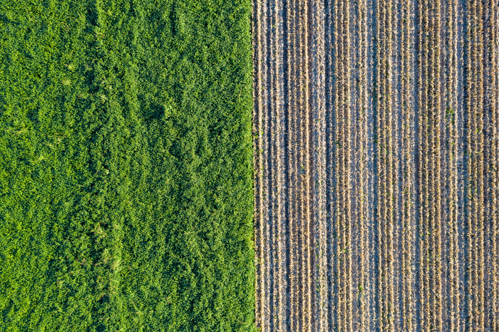 Example of crops grown along side biomass