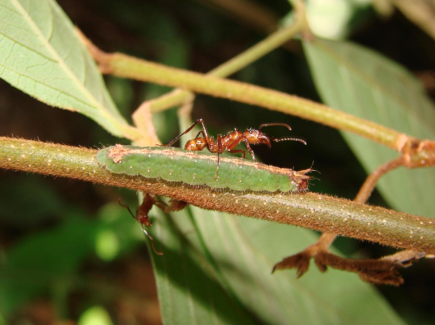 <i>Synargis</i> and <i>Inga thiboudiana</i>