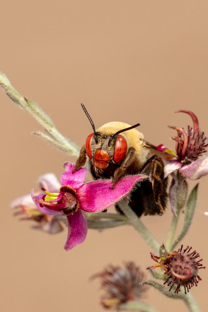 A female Centris caesalpiniae