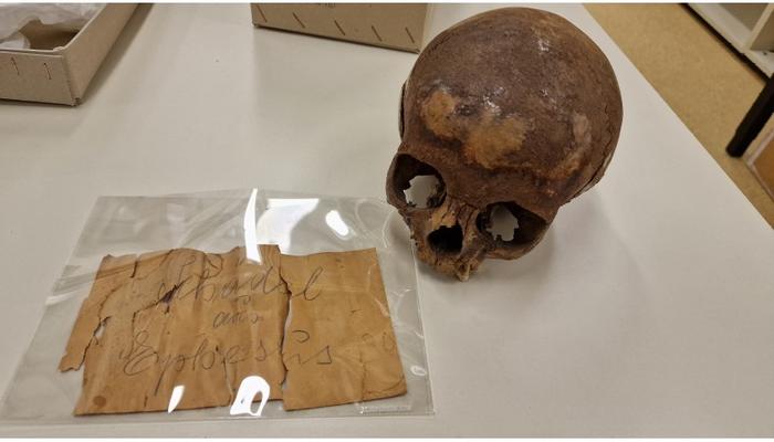 Fig. 1: The cranium from the Ephesos Octagon in the Collection of the Department of Evolutionary Anthropology, University of Vienna. The yellowed note coming with it says: “Skull from Ephesus”.