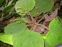 Quipuanthus epipetricus