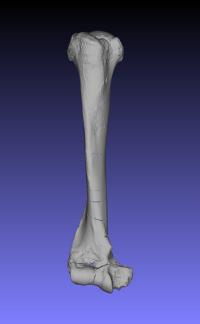 Humerus Bone of Galecyon