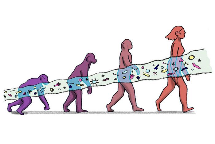 Evolution of humans and the gut microbiome