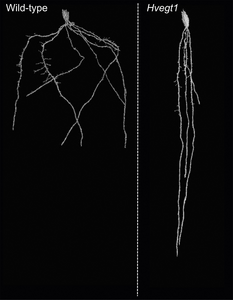 Root architecture