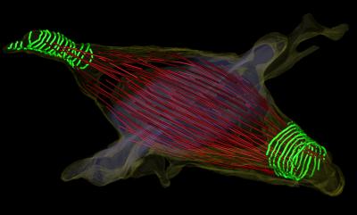 Twist on Last Step of Cell Division (3 of 9) | EurekAlert!