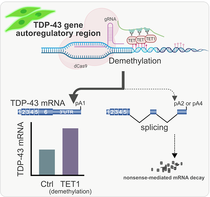 DNA Demethylation and Splicing