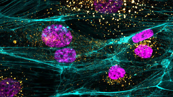 SARS-CoV-2 virus added to cells