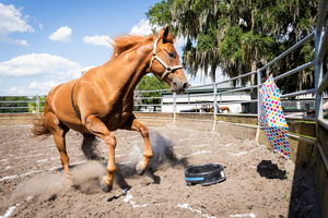 Equine genetics