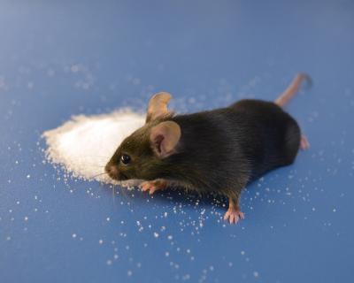 Comparing Strains of Lab Mice Reveals Mutations (8 of 9)