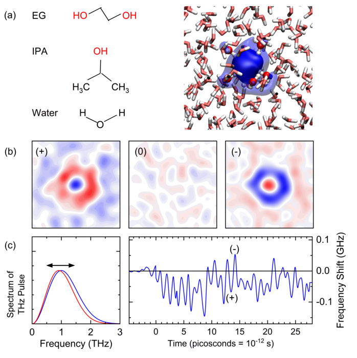 polaron oscillations