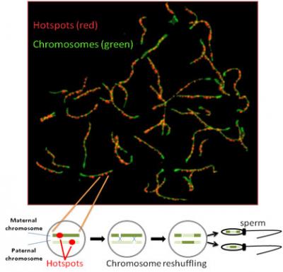 Hotspots and Chromosomes Reshuffling