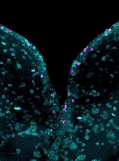 Fluorescence Microscope Image of Zebrafish Brain Cells
