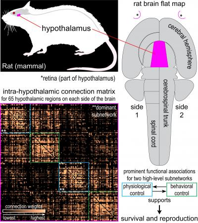 Mapping The Global Network Of The Hypothalamus