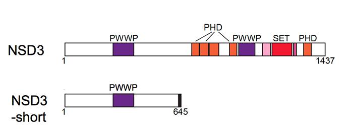 A 'David and Goliath' Protein Story