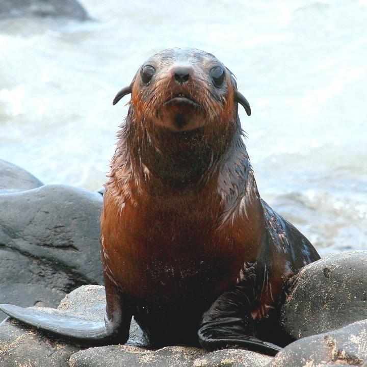 Australian fur seal pup population is shrinki | EurekAlert!