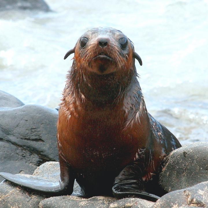 Australian Fur Seal Pup Population Is Shrinking (2 of 2)