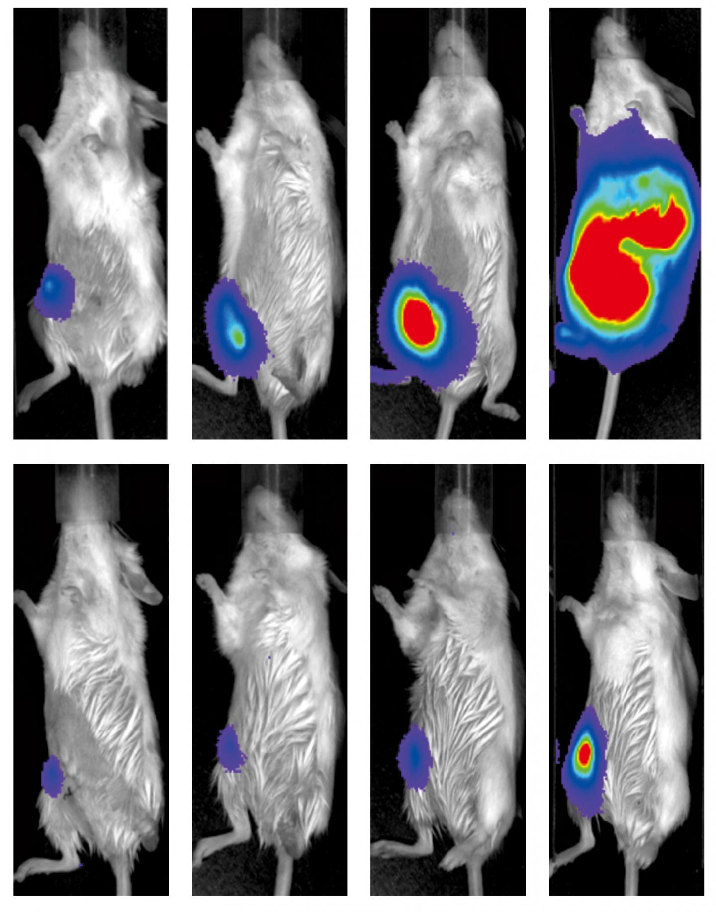 Tumor Growth with Different Chemotherapy Regimens