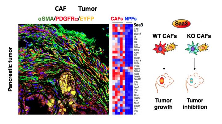 Figure The Saa3 Gene