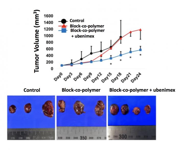 Fig.2: Antitumor Effects