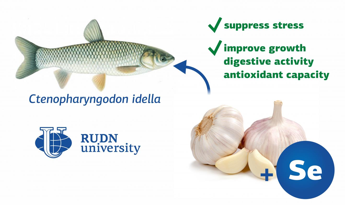 Garlic and Selenium Increase Stress Resistance in Carps, Says a RUDN University Biologist