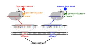 MOBE systems minimize guide RNA crosstalk