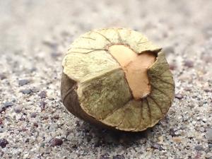 Close-up of Mexican jumping bean