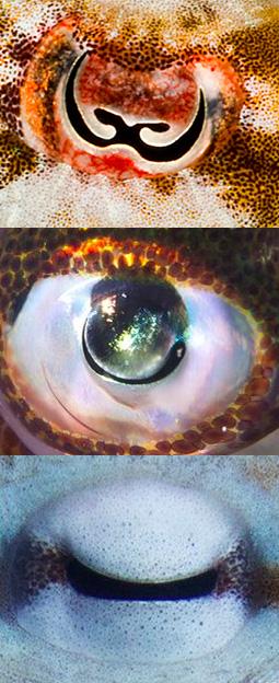 Cephalopod Eyes
