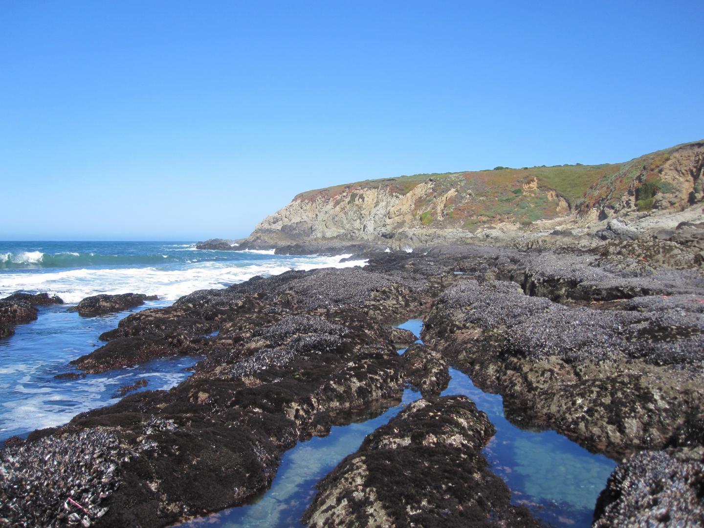 Mussel Beds at Low Tide