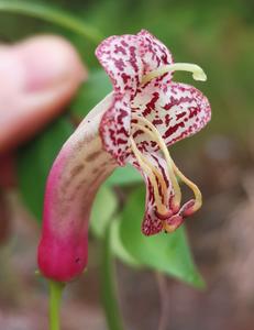 Aeschynanthus pentatrichomatus 1