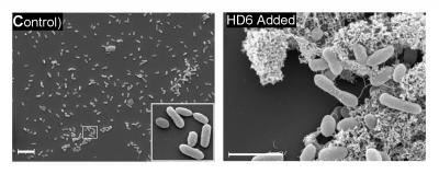 Alpha-Defensin 6 in Action