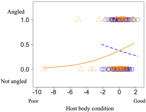 Effects of the parasite on vulnerablilty to angling