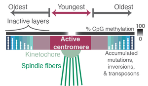 Layers of relic centromeres